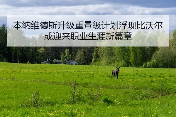 本纳维德斯升级重量级计划浮现比沃尔或迎来职业生涯新篇章