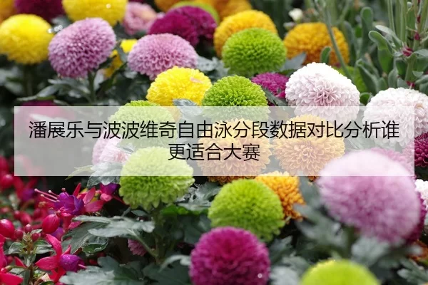潘展乐与波波维奇自由泳分段数据对比分析谁更适合大赛